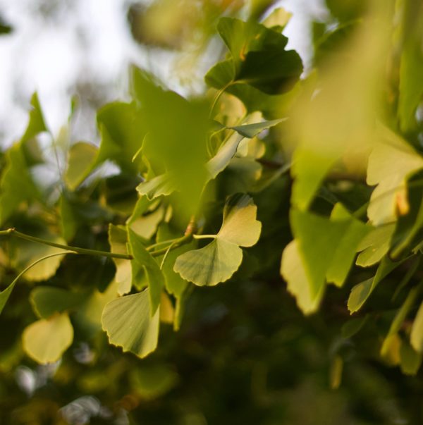 selective focus photography of green leaves
